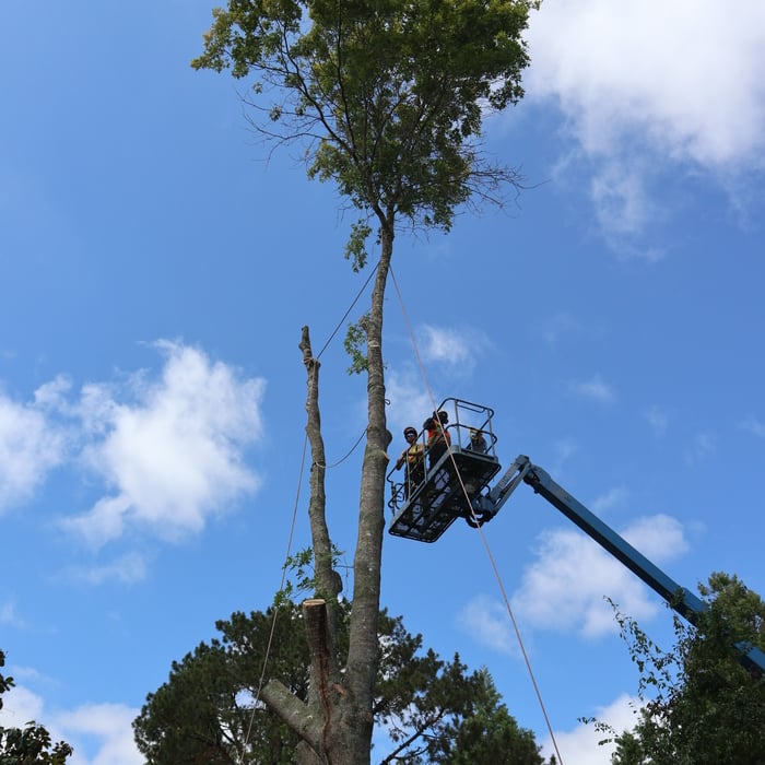 Cutting the top