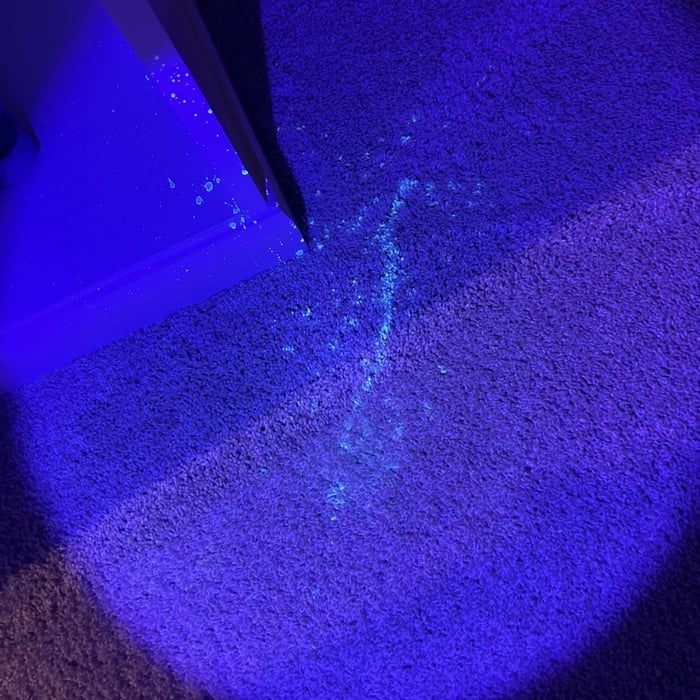 Pet urine under UV