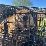 Beaver Relocated