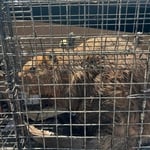 Beaver Relocated