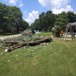 Tree job
