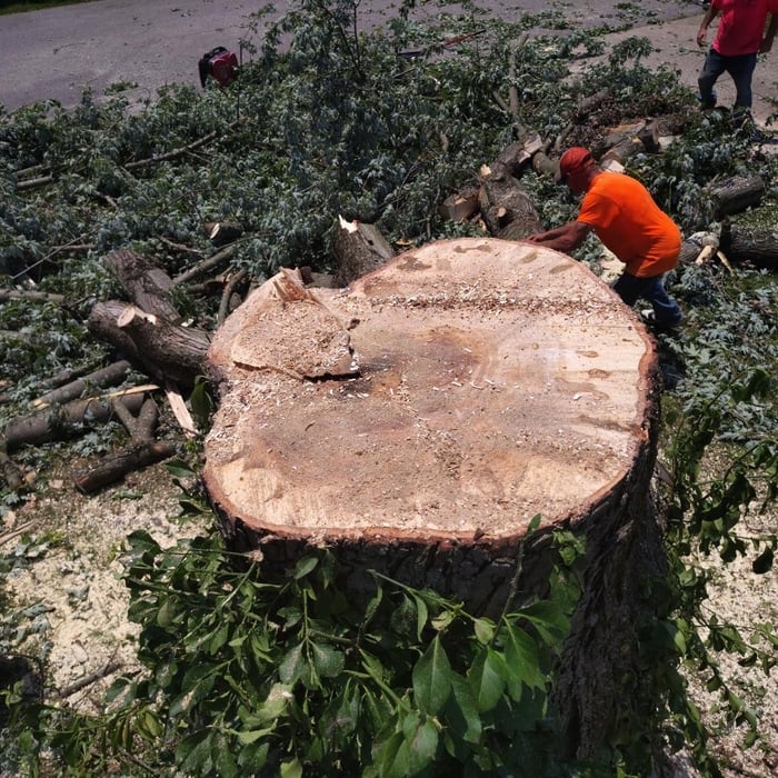Tree job