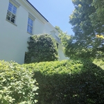 Holly Tree Shape/Prune