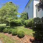Holly Tree Shape/Prune