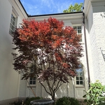 Japanese Maple Pruning