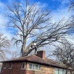 Tree Removal