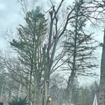 Large Tree Removal