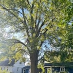 Tree Work