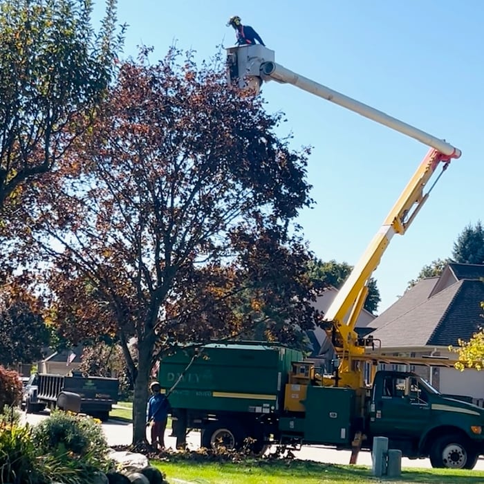 Tree trimming