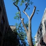 Dutch Elm Removal