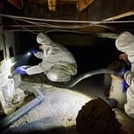 Crawlspace Clean up