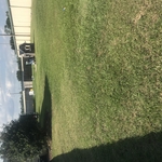 Septic drain field