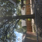 Tree trimming