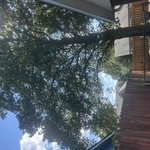Tree trimming