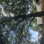 Tree trimming