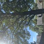 Tree trimming