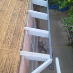 New Rater tails, Fascia