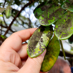 Aphid Evidence