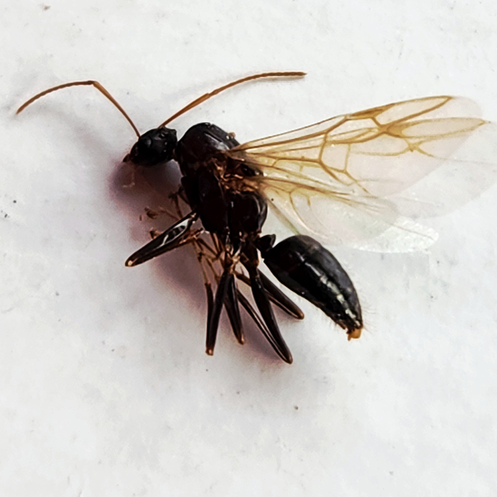 Ant Control