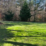 Leaf removal