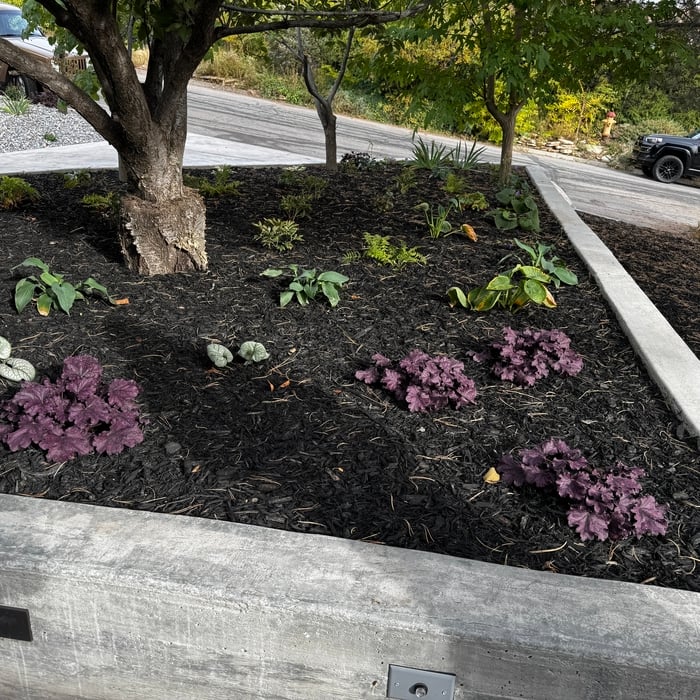 Shade Garden