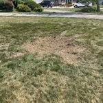 Mulch cleaned