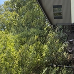 Tree on house