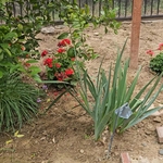 Landscaping Mulch