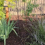 Landscaping Mulch