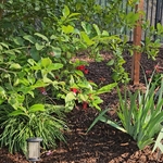 Landscaping Mulch