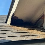 Rodent exclusion