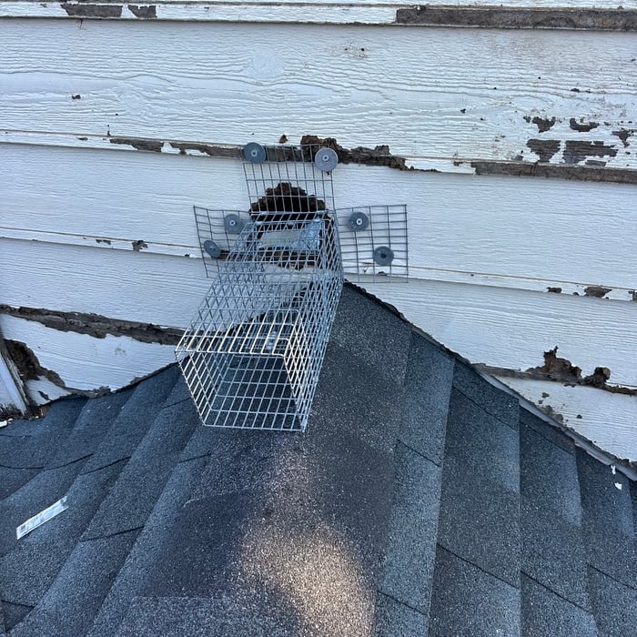 Rodent exclusion
