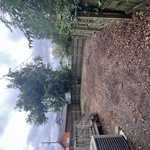 Tree removal