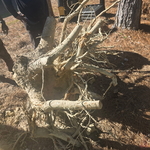 Stump removal