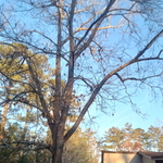 Large unwanted tree
