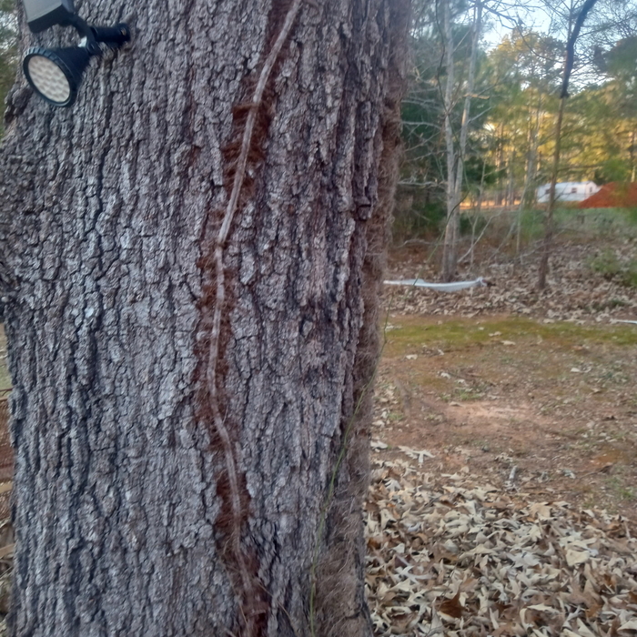 Large unwanted tree