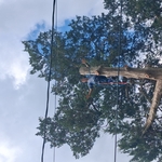 Cedar Removal