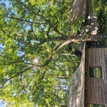 Tree removal