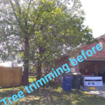 Tree trimming