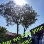 Tree trimming