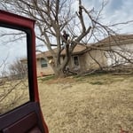 Tree removal