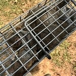 Squirrel removal