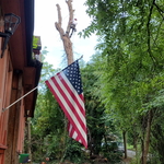 Tree removal