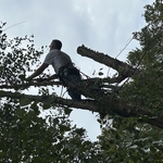 Charlotte tree work