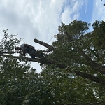 Charlotte tree work