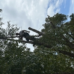 Charlotte tree work