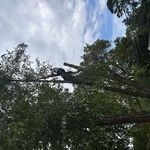 Charlotte tree work