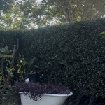 Hedge Trimming