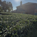 Hedge Trimming