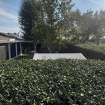 Hedge Trimming